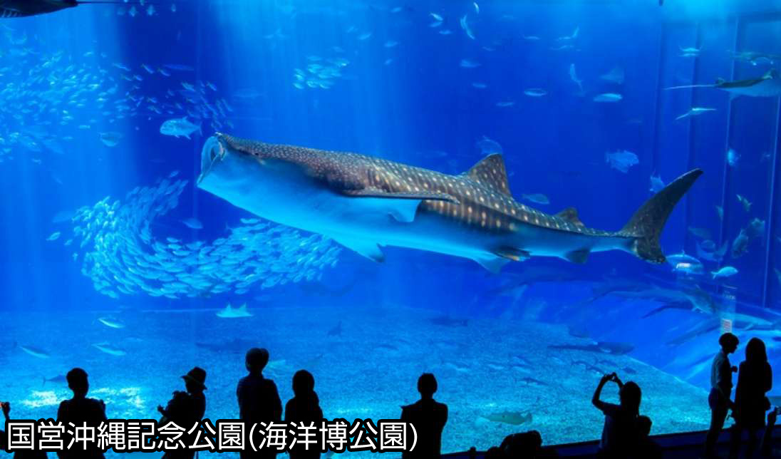 沖縄 沖縄美ら海水族館